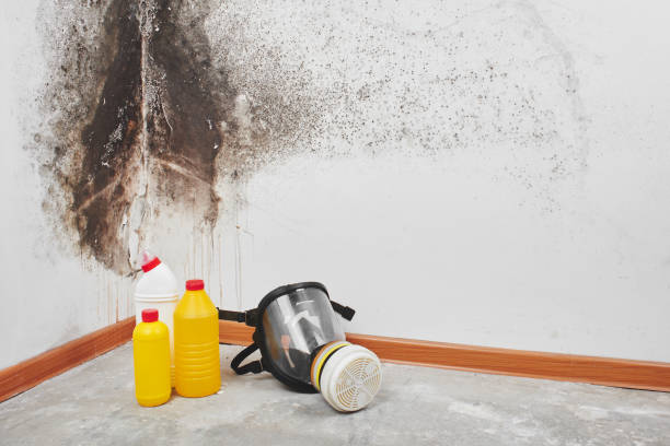Best Black Mold Removal  in Crescent City, CA