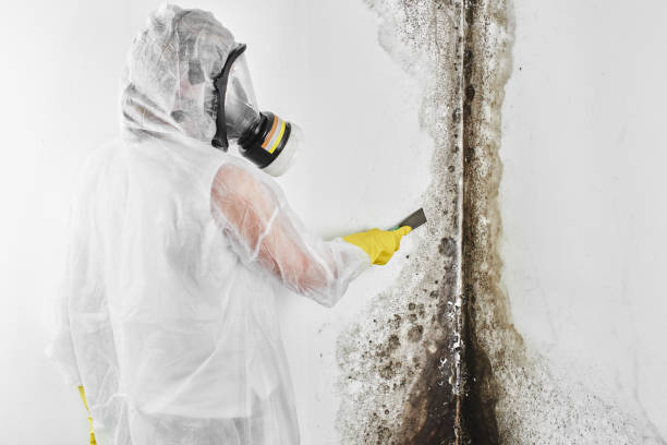 Best Fast Mold Removal  in Crescent City, CA