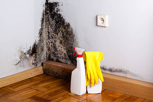 Best Mold Testing  in Crescent City, CA